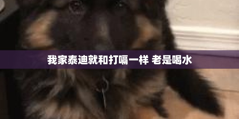 我家泰迪就和打嗝一样 老是喝水 我家泰迪就和打嗝一样 老是喝水