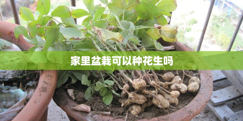 家里盆栽可以种花生吗