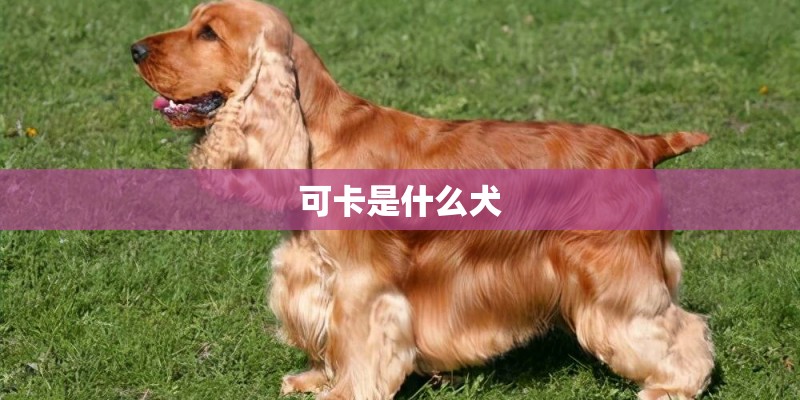 可卡是什么犬 可卡是什么犬