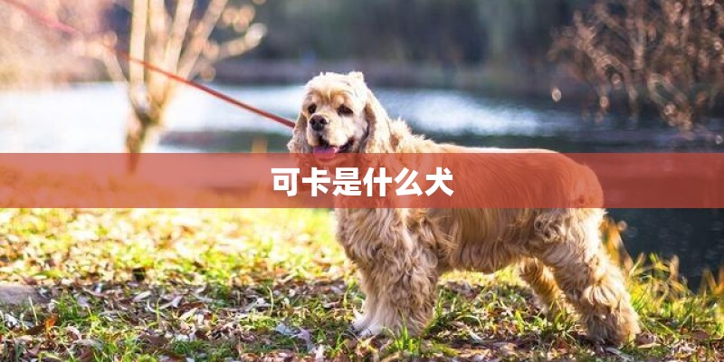 可卡是什么犬 可卡是什么犬
