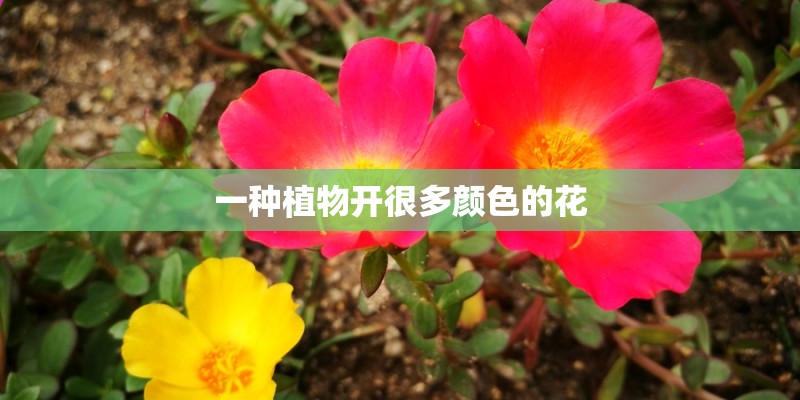一种植物开很多颜色的花