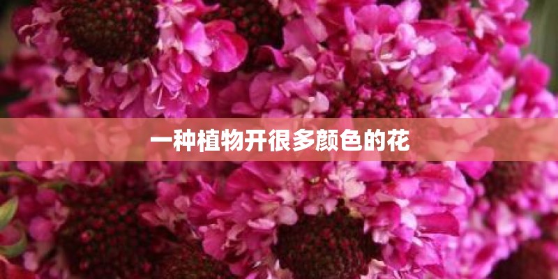 一种植物开很多颜色的花 一种植物开很多颜色的花