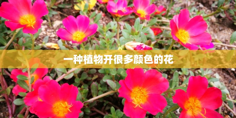一种植物开很多颜色的花 一种植物开很多颜色的花