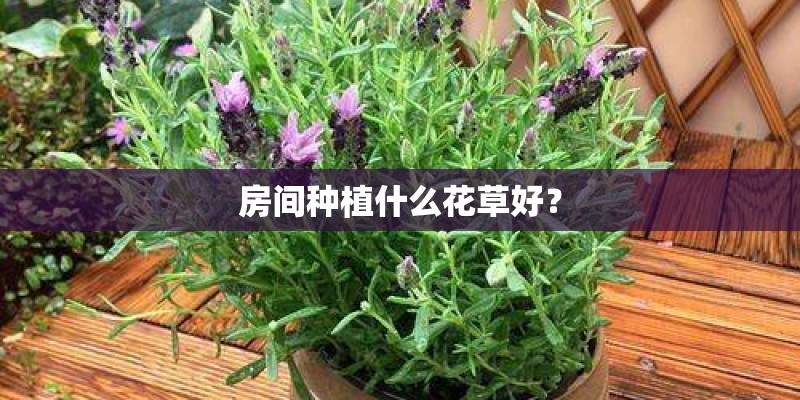 房间种植什么花草好？