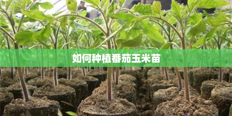 如何种植番茄玉米苗 如何种植番茄玉米苗