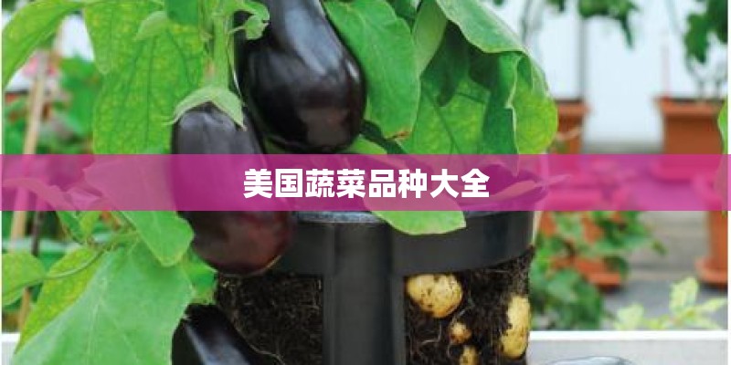 美国蔬菜品种大全