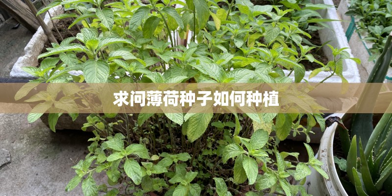 求问薄荷种子如何种植