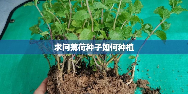 求问薄荷种子如何种植