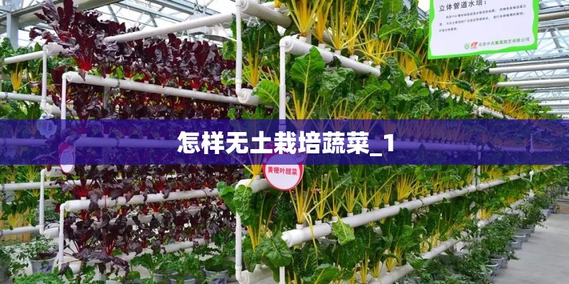 怎样无土栽培蔬菜_1