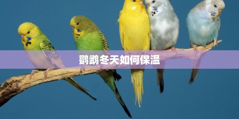 鹦鹉冬天如何保温