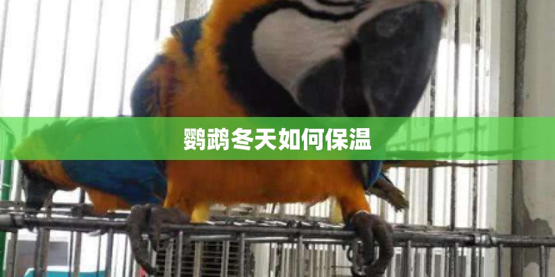 鹦鹉冬天如何保温