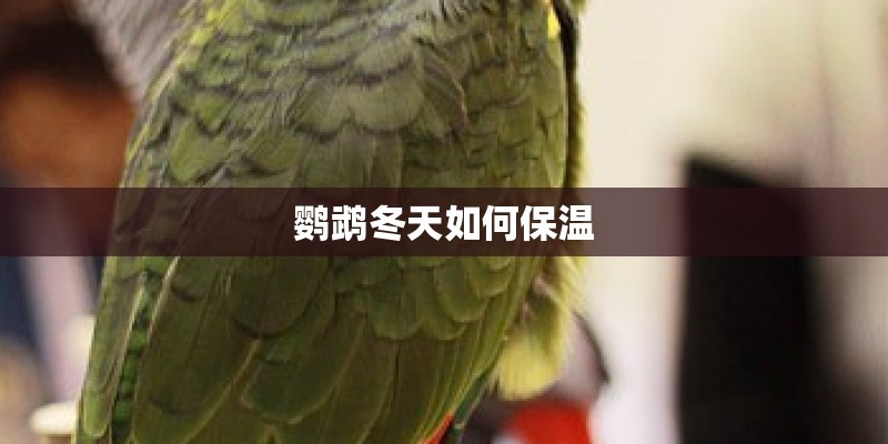 鹦鹉冬天如何保温