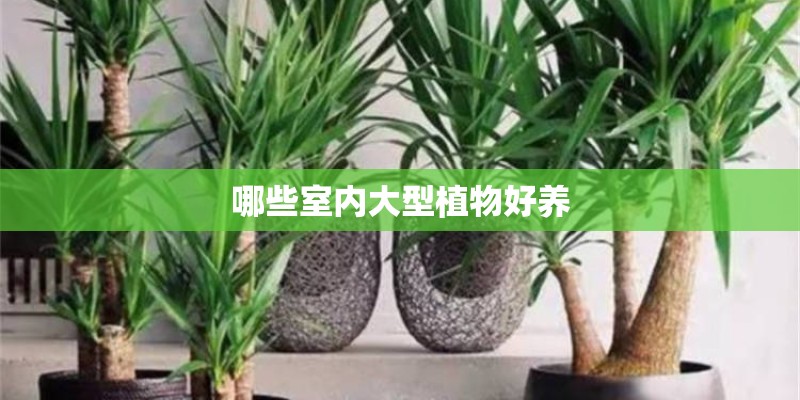哪些室内大型植物好养
