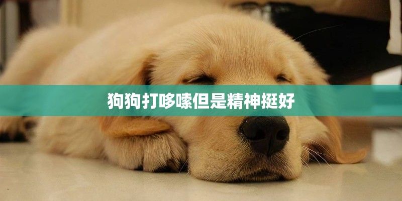 狗狗打哆嗦但是精神挺好