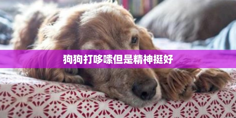 狗狗打哆嗦但是精神挺好