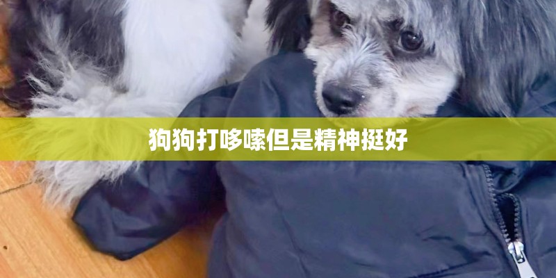 狗狗打哆嗦但是精神挺好