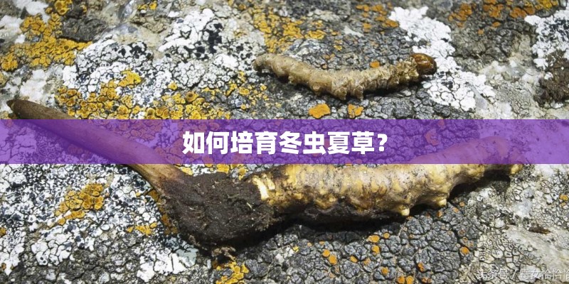 如何培育冬虫夏草？