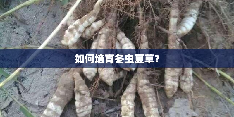 如何培育冬虫夏草？