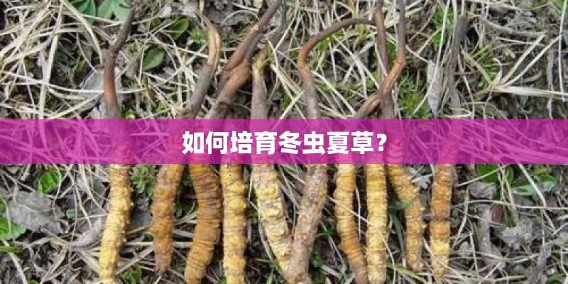 如何培育冬虫夏草？