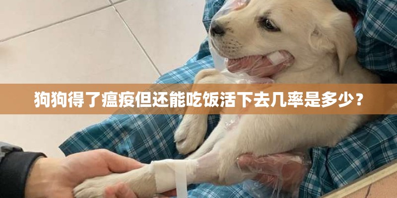 狗狗得了瘟疫但还能吃饭活下去几率是多少？