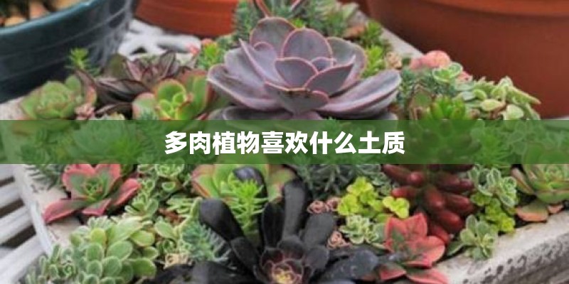 多肉植物喜欢什么土质
