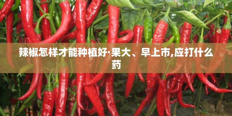 辣椒怎样才能种植好·果大、早上市,应打什么药