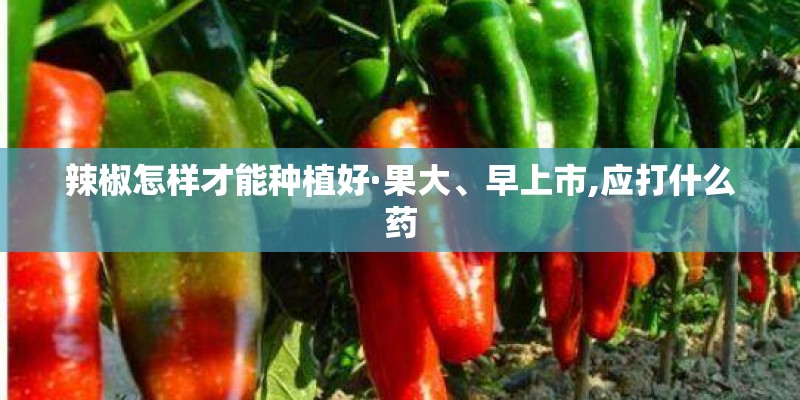 辣椒怎样才能种植好·果大、早上市,应打什么药