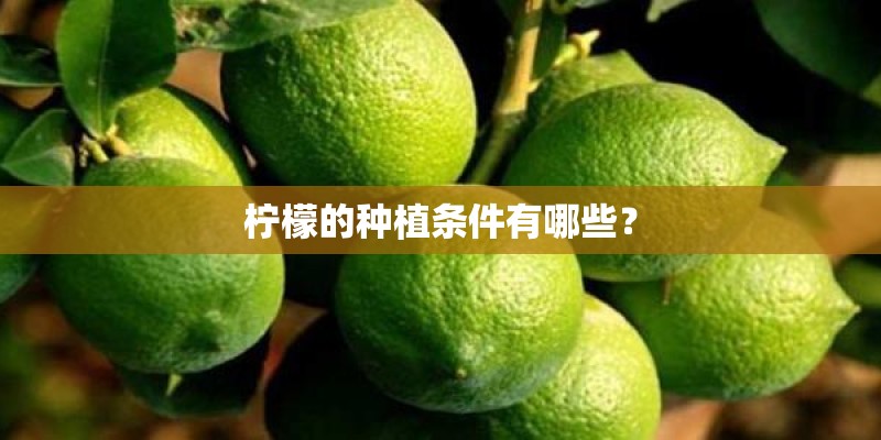 柠檬的种植条件有哪些？