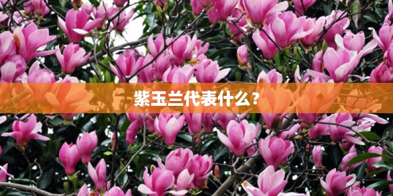 紫玉兰代表什么？