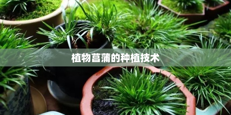 植物菖蒲的种植技术