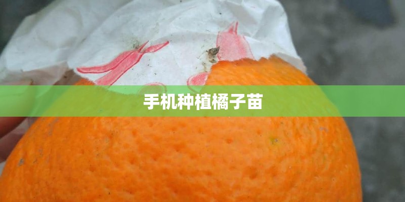 手机种植橘子苗