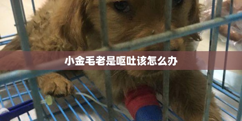 小金毛老是呕吐该怎么办