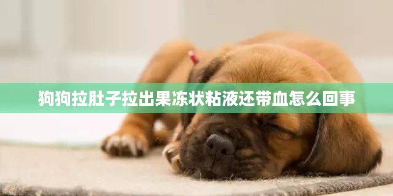 狗狗拉肚子拉出果冻状粘液还带血怎么回事