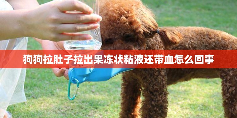 狗狗拉肚子拉出果冻状粘液还带血怎么回事