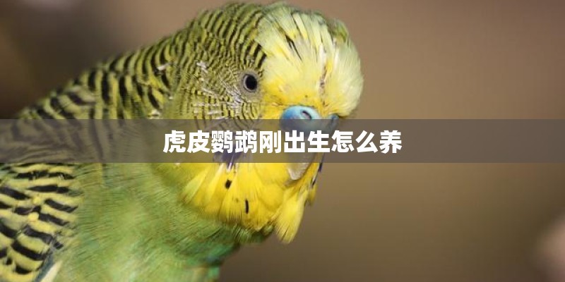 虎皮鹦鹉刚出生怎么养 虎皮鹦鹉刚出生怎么养