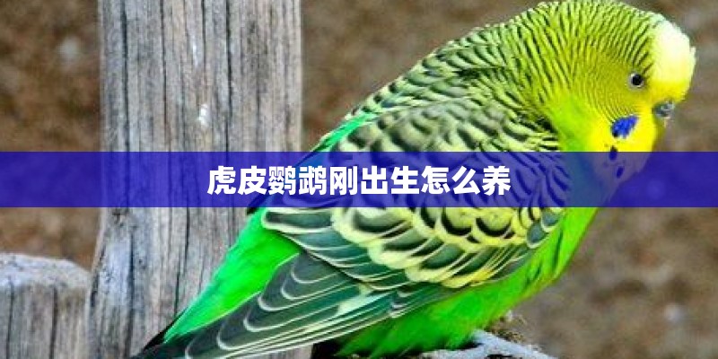 虎皮鹦鹉刚出生怎么养 虎皮鹦鹉刚出生怎么养