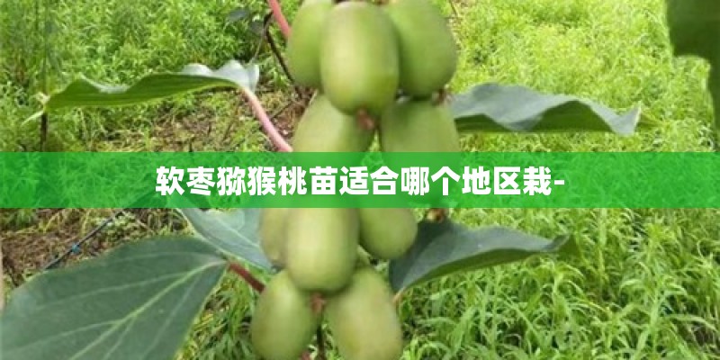 软枣猕猴桃苗适合哪个地区栽-