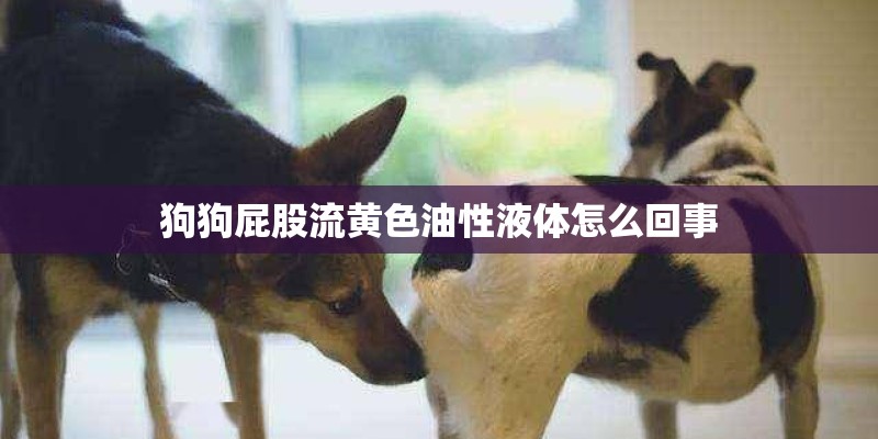 狗狗屁股流黄色油性液体怎么回事