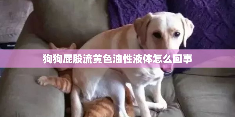 狗狗屁股流黄色油性液体怎么回事