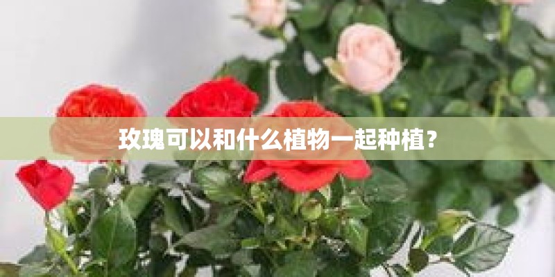 玫瑰可以和什么植物一起种植？