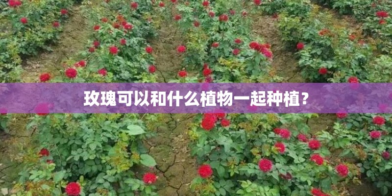 玫瑰可以和什么植物一起种植? 玫瑰可以和什么植物一起种植?