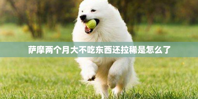 室内植物盆景十大排名