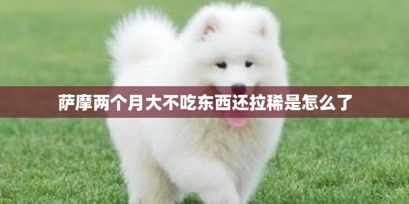 萨摩两个月大不吃东西还拉稀是怎么了 萨摩两个月大不吃东西还拉稀是怎么了