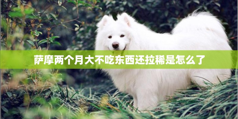 萨摩两个月大不吃东西还拉稀是怎么了 萨摩两个月大不吃东西还拉稀是怎么了