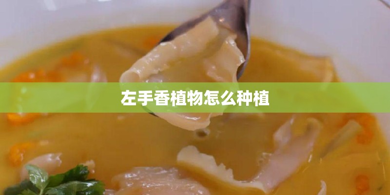 左手香植物怎么种植