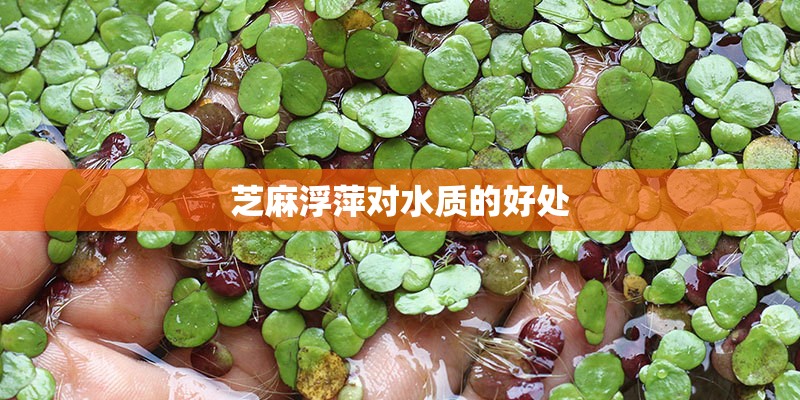 芝麻浮萍对水质的好处