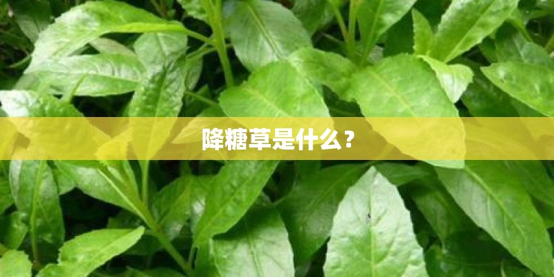 降糖草是什么？