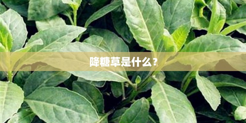 降糖草是什么？