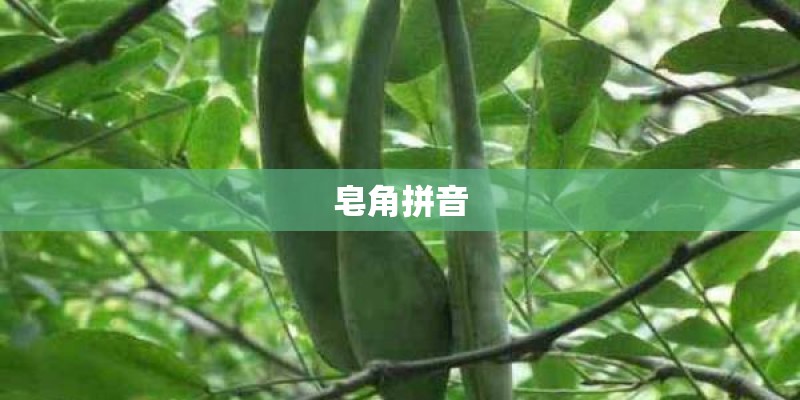 皂角拼音