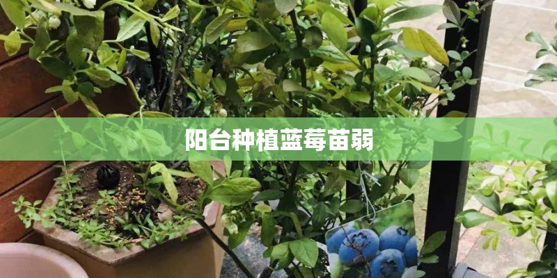 阳台种植蓝莓苗弱